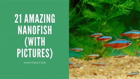 mini fish|Nano Fish – 21 Amazing fish (With Pictures).